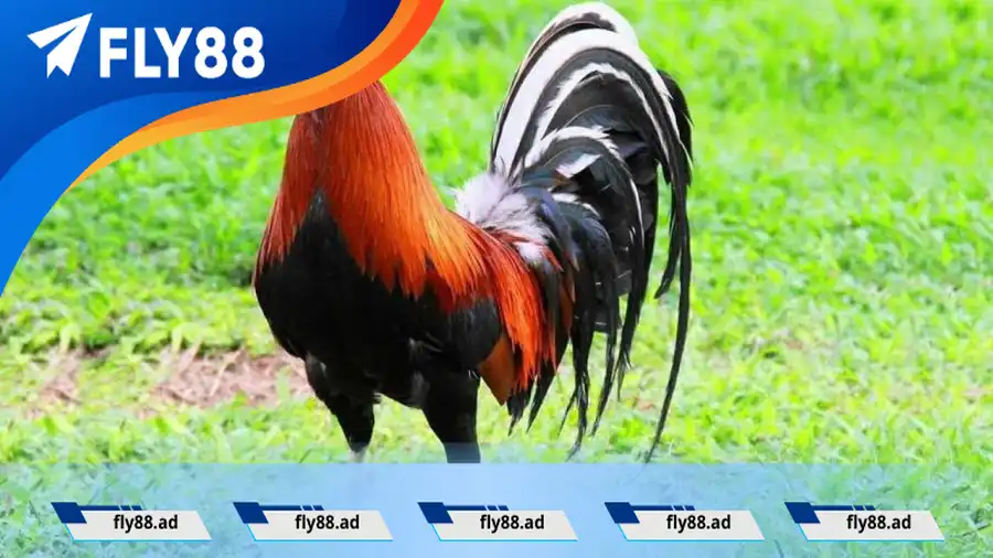 Tham khảo cách đổ gà lai Mỹ hiệu quả nhất năm 2023 Tham khảo cách đổ gà lai Mỹ hiệu quả nhất năm 2025