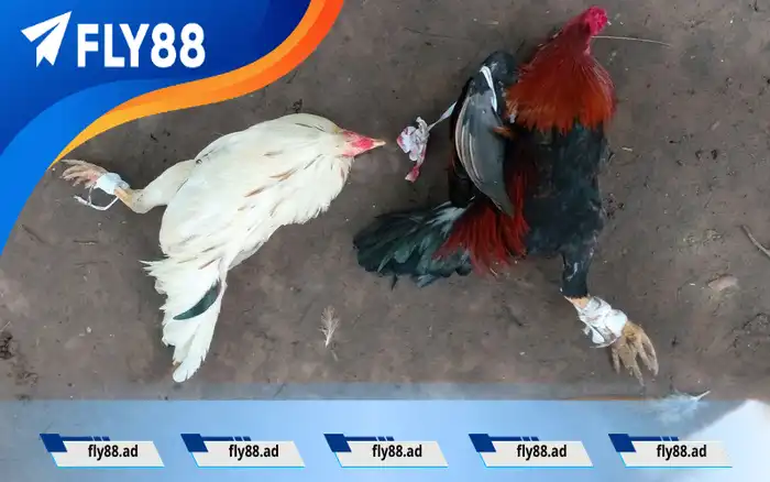 Nhận biết 4 dấu hiệu gà tơ vỡ đòn và cách xử lý hiệu quả Nhận biết 4 dấu hiệu gà tơ vỡ đòn và cách xử lý hiệu quả