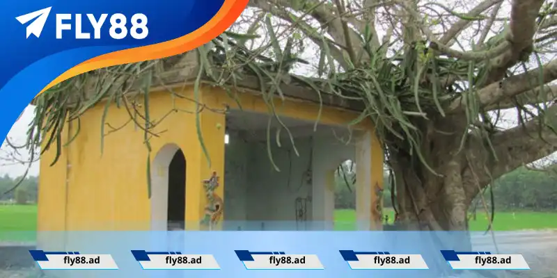 Xin số Thần Tài Thổ Địa tại miếu hoang Xin số Thần Tài Thổ Địa tại miếu hoang